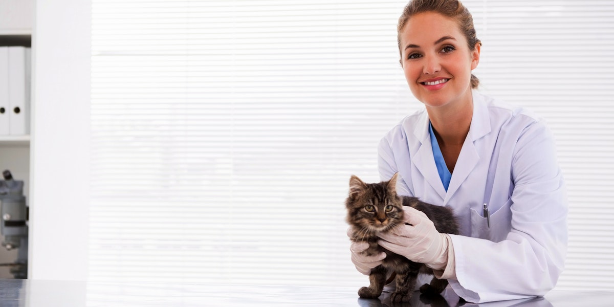 Meilleures compagnies d'assurance maladie pour chats