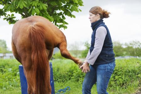 Physiothérapie et réhabilitation équines