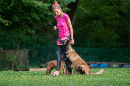 Formation canine
