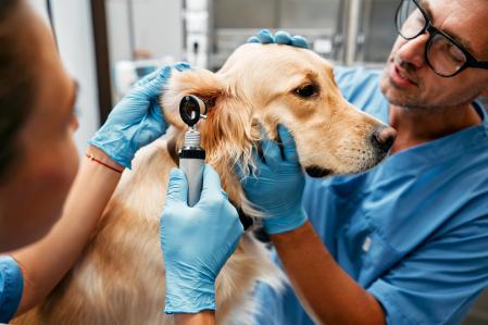 Assistant de la clinique vétérinaire