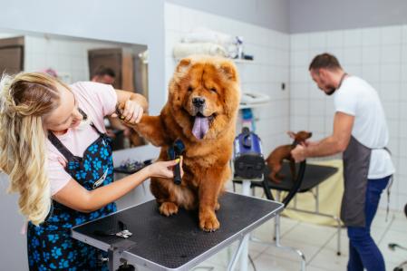 Coiffeur canin