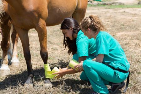 Assistant de clinique équestre