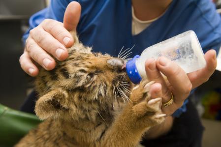 Assistant vétérinaire et soignant du zoo