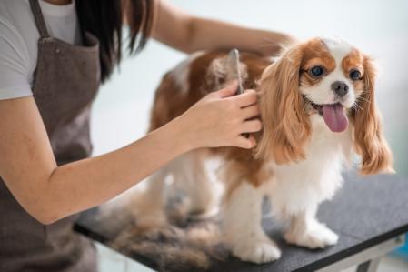 Coiffeur canin.