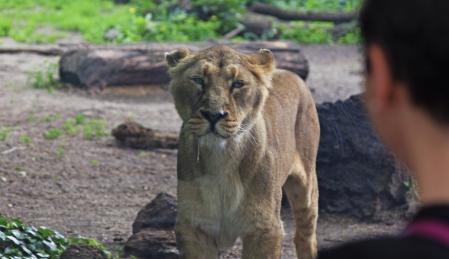 Spécialiste des animaux exotiques zoologiques