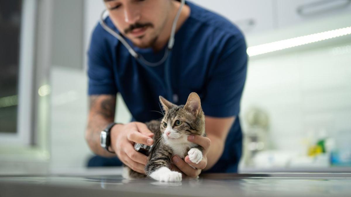 Je veux travailler avec des animaux, mais je ne sais pas quoi étudier: les cours de travail et les sorties