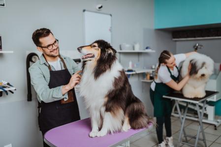 Cours de coiffure canine