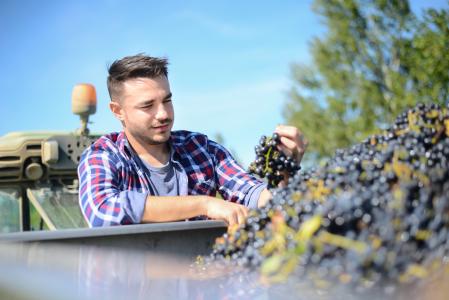 Cours de viticulture