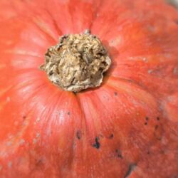 La citrouille, de l&rsquo;aliment à l&rsquo;objet décoratif grâce au « boom » de la fête d&rsquo;Halloween