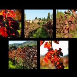 Métamorphose automnale du vignoble de l&rsquo;Empordà