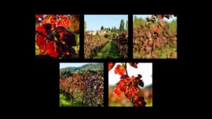 Métamorphose automnale du vignoble de l'Empordà
